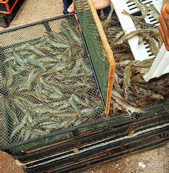 出蝦27斤/立方,連續三造成功后,工廠化養蝦在他看來并不難! 出蝦27斤/立方,連續三造成功后,工廠化養蝦在他看來并不難!