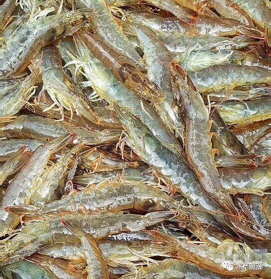 出蝦27斤/立方,連續三造成功后,工廠化養蝦在他看來并不難! 出蝦27斤/立方,連續三造成功后,工廠化養蝦在他看來并不難!